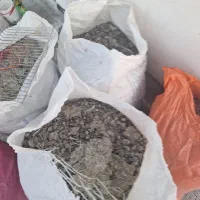 کودکبوتر برای باغ وباخچه