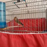 فروش سهره قناری دهندار