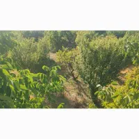 فروش-زمین-باغ-شهری