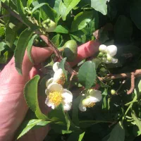 کارگر چای ترکیه