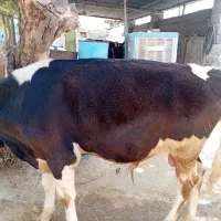 یک گوساله نر و یک گاو ماده