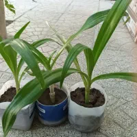 گل سوسن عنکبوتی