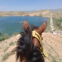 اسب