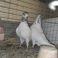 کله دم سبز