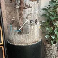 فنج|پرنده|اصفهان, همتآباد|دیوار