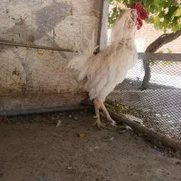 یک عدد خروس بزرگ سالم روزی با نژاد دار