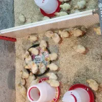 جوجه بوقلمون بیوتی ۶