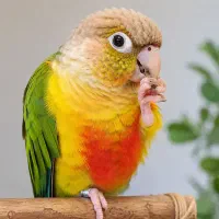 طوطی گرینچیک