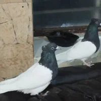 کله سیاه|حیوانات مزرعه|کرمان, |دیوار