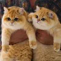 فروش گربه‌های ناز و اصیل