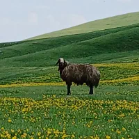 قوچ|حیوانات مزرعه|نیر (اردبیل), |دیوار