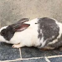 یک جفت خرگوش نر و ماده