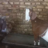 دوراس بز دورگ پاکستانی آلپاین