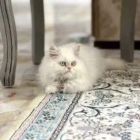 واگذاری رایگان پرشین