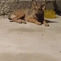 سگ ژرمن ورک اصل