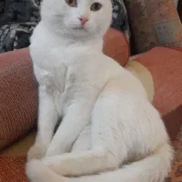 واگذاری گربه خانگی