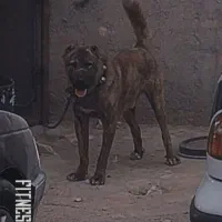 سگ افغان -خراسان