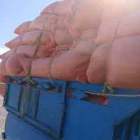 کاه دیم درجه یک