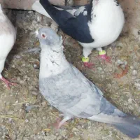 پرنده|پرنده|سبزوار, پیروزی|دیوار