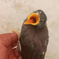 جوجه مینا
