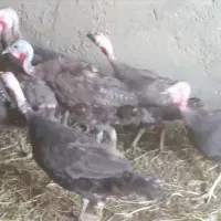 بوقلمون