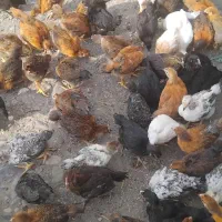 هزار عدد جوجه گلپایگانی موجوده