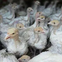 جوجه نیمچه بوقلمون گوشتی بیوتی