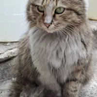 سرپرستی گربه