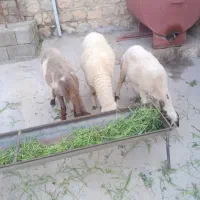 گوسفند|حیوانات مزرعه|سیروان, |دیوار