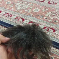 پروتز مردانه طبیعی وارداتی