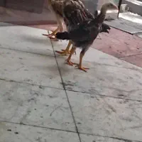 جوجه لاری خروس