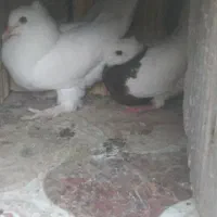 پرنده