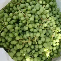 غوره محلی تازه