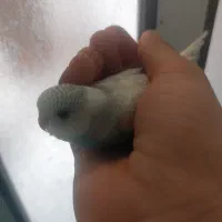 طوطی برزیلی عروس هلندی مرغ عشق