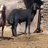 بره قوچ