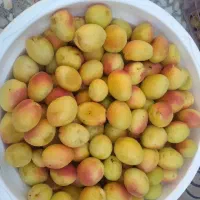 زرد الوی پیوندی و محلی
