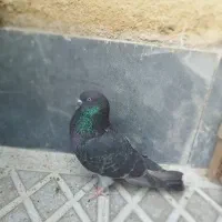 زاغ سیز