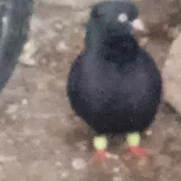 قره سیاه قره سرخ جفت تخم دار