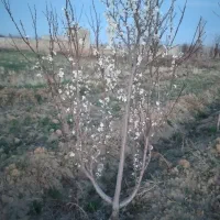 باغ-میوه-فروشی