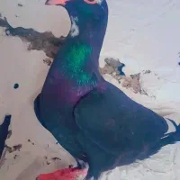 کفتر پلنگ