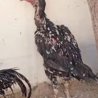مرغ لاری وجوجه