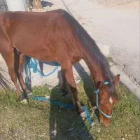 اسب