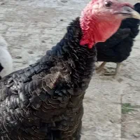 تخم مرغ بوقلمون نطفه دار به شرط
