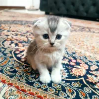 گربه چینچیلا