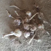 بذر سیر علفی