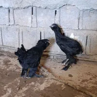مرغ