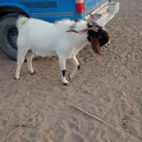 پاچین|حیوانات مزرعه|ایرانشهر, |دیوار
