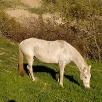 اسب مادیان