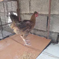 سه عدد مرغ کردی