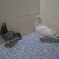 سلام دوعددکبوتر یک دم طور ویک چاهی